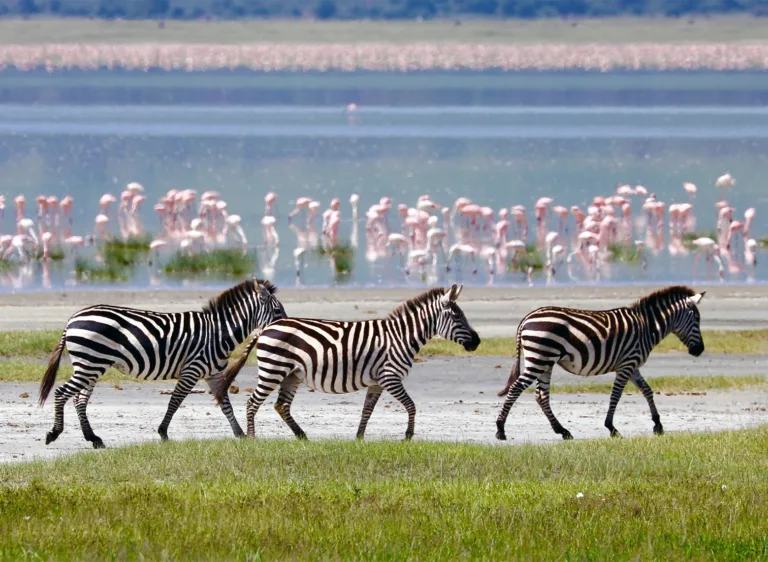 Tanzania Safari