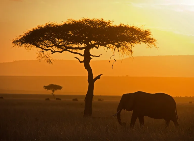 Tanzania Safari