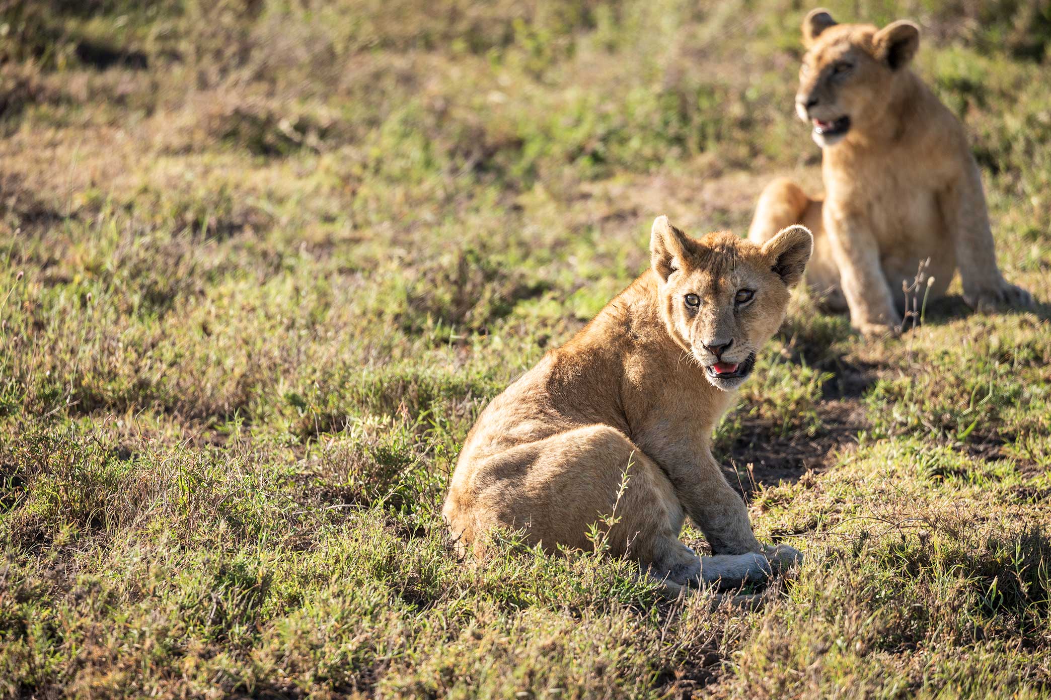 Safari Tour