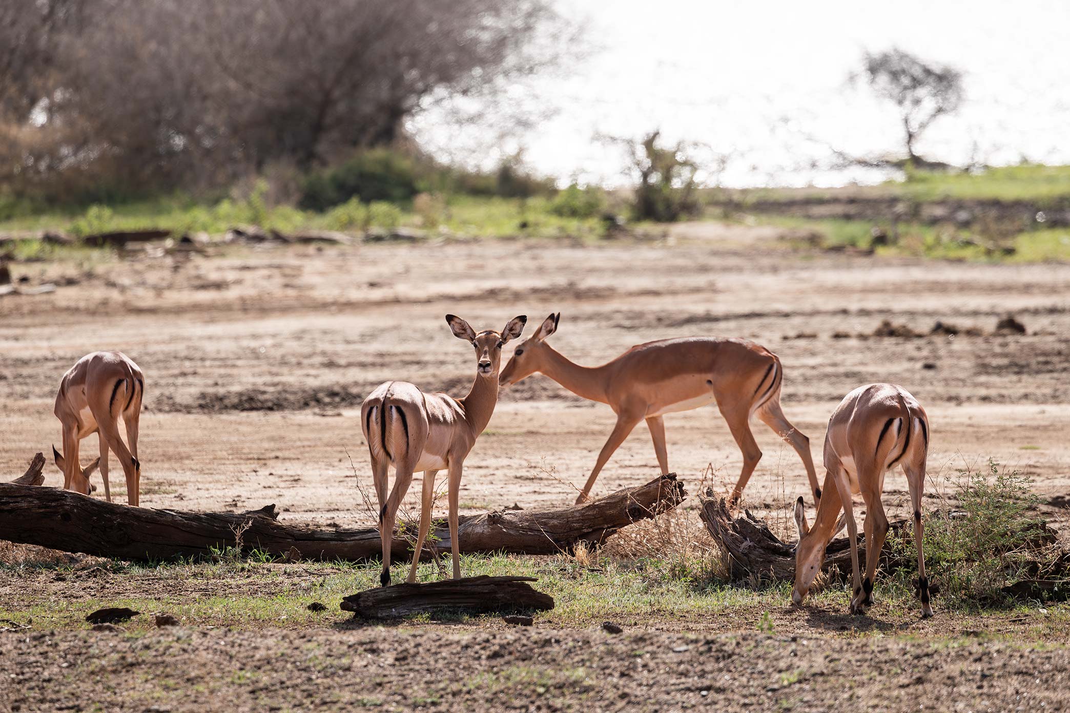 Safari Tour