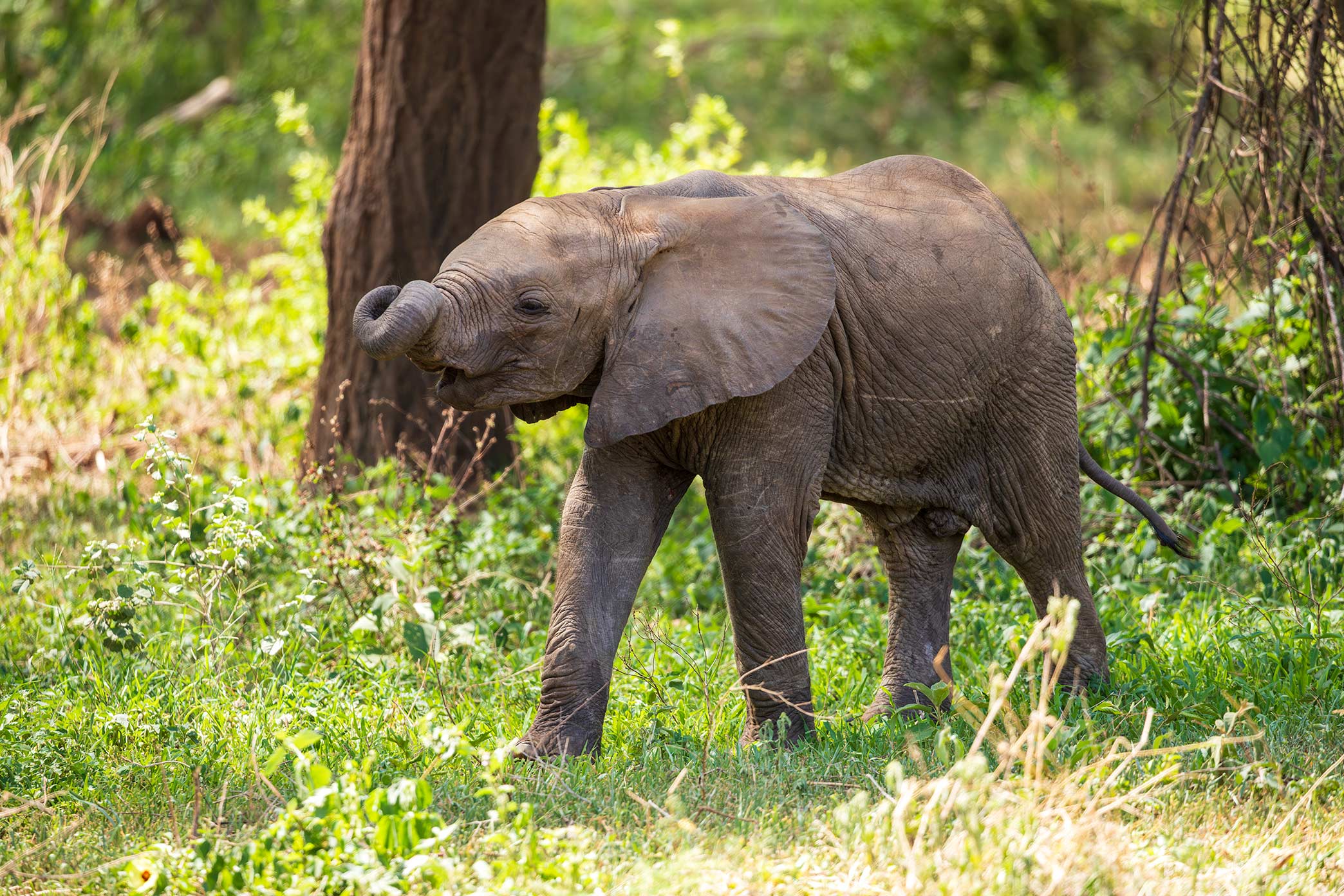 Safari Tour