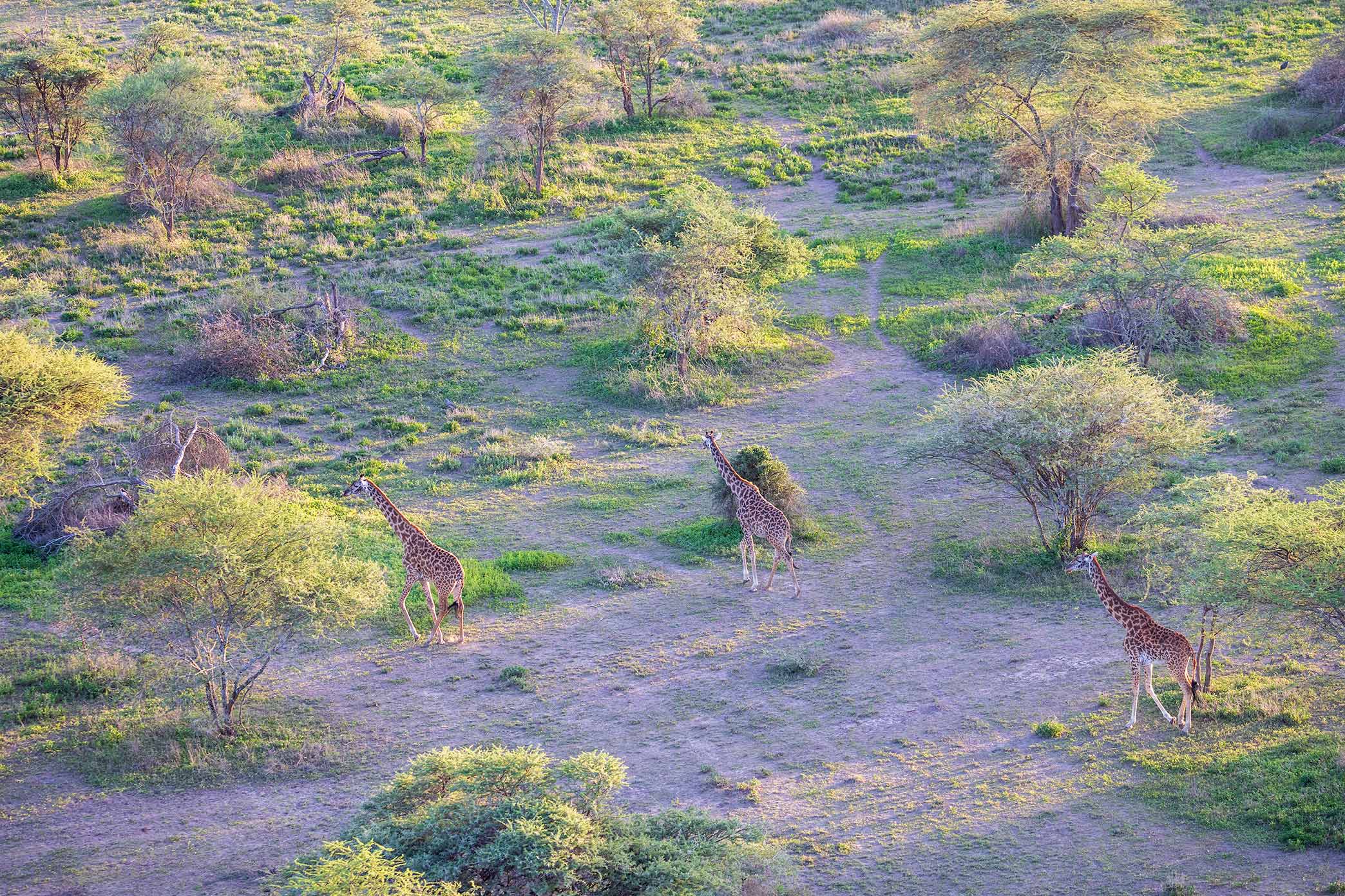 Safari Tour